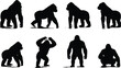 © It's Sahed - Silhouette Collection of Eight Gorillas in Various Poses on White Background primate black