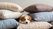 © Tanzila - dog sleeping on the couch