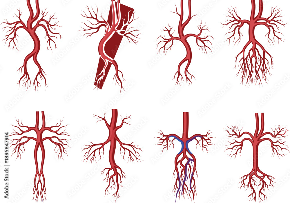 Detailed medical illustration of human blood vessels and artery ...