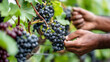 © Dimas - Festival de la Vendimia, Hands Harvesting Ripe Grapes from Vineyard During Festival de la Vendimia Season