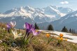 © Anastasiia Kasina - Blooming spring flowers in spring at the background of snow mountains