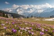 © Anastasiia Kasina - Blooming spring flowers in spring at the background of snow mountains