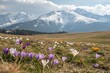© Anastasiia Kasina - Blooming spring flowers in spring at the background of snow mountains