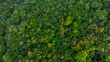 © Media  - aerial view of dark green forest Abundant natural ecosystems of rainforest. Concept of nature forest preservation and reforestation.