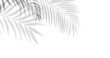 © natrot - Soft palm leaf shadows over white background