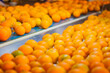 © Sherif - Sorting orange harvest for export, fresh food, juicy fruit, mandarin, vitamin c, green tree, sunny day, water drop, selective focus, shallow depth of field, taken at Wady Elnatroon Alexandria Egypt