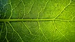 © Usama - Sunlight shining through a transparent green leaf showing detailed leaf veins and veins network