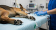 © MUHAMMAD - Veterinarian in blue scrubs examining a sedated dog on a medical table in a clinic environment from a close-up viewpoint
