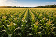 © O - corn field with blue sky