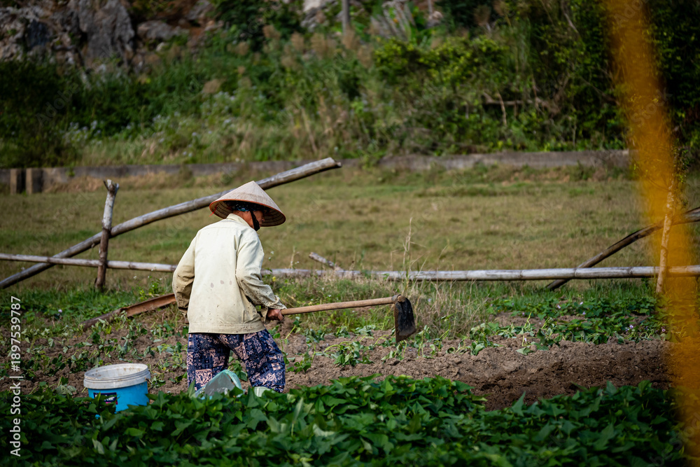 Bäuerin mit Kegelhut arbeitet auf einem Feld in Vietnam