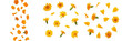 © Hanoman - Set and collection of bright orange calendula flowers and medicinal marigold petals falling in various patterns isolated on white transparent PNG background