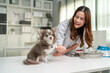 © Kawee - Asian female veterinarian examine Chihuahua puppy in veterinary clinic.