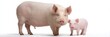 © Andrii Zastrozhnov - Adult pig and piglet standing together on white background