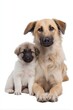 © Andrii Zastrozhnov - Adult dog and puppy sitting together on white background