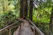 © Tetra Images - USA, California, Crescent City, Female hiker on footbridge in redwood forest