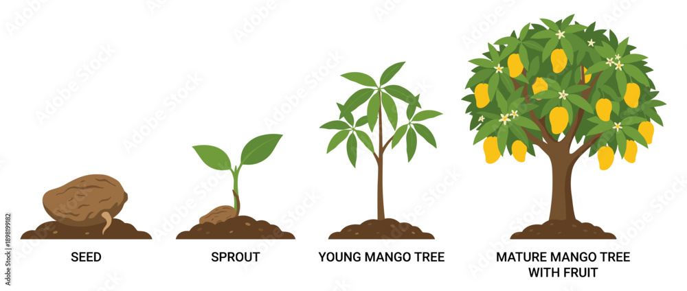 Mango Tree Development Illustration showing the life cycle of a mango tree from seed to a ...