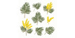 © MdRaisul - Isolated Silver Wattle Mimosa branches and yellow flowers flat vector elements set