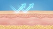 © Olivia - Cross-section illustration of healthy human skin layers with glowing arrows representing UV protection and barrier defense,ideal for skincare and dermatology concepts