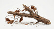 © silapin - Dry dead tree branch with withered leaves isolated on white background.