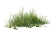 © Saharattaphum - grass isolated on white background/High-detail green grass clump isolated on white background, natural vegetation with sharp texture.