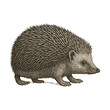 © Rawpixel.com - PNG Vintage hedgehog illustration art.