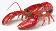 © faiz - ultra realistic 3D baby lobster