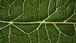 © Enrico - Green Leaf Natural Texture Background