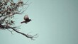 © Vibu design  gallery - Bird Taking Flight from Tree Branch