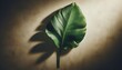 © Muhammad - Single large, vibrant green tropical leaf with prominent veins, casting a dramatic shadow on a textured wall