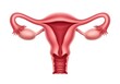 © MD - Anatomical Illustration of Female Uterus with Fallopian Tubes and Ovaries