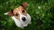 © Andrii Zastrozhnov - Curious jack russell terrier in green garden setting