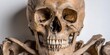 © WINGGOD - Human skeleton anatomy model on green background front facing position clinical and academic mood neutral tones professional medical stock photography, Realistic Photo
