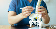 © chinnarach - close up specialist chiropractor man touch on back on spine anatomy and diagnose about symptom and treatment step by hospital program for health care lifestyle people concept