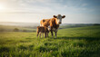 © homydesign - A cow and calf standing in a sunlit green pasture