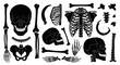 © Echt&KIreativ - Human skeleton bones vector set. Black skull, spine, rib cage, pelvis, arm, and leg bones isolated on white for anatomy, medical, or Halloween design