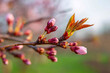 © Denis - Blossoming cherry branch with little buds against spring season background on meadow.