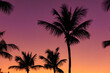 © Saeedatun - Bright colorful sunset sky in tropical hot climate, black silhouettes of palm trees with leaves on the background of orange and pink colored sky.