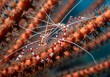 © Tikok - Detail of cleaner shrimp hiding securely in stinging fire coral reef.