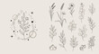 © Keysa - Botanical Art Collection: Delicate Floral Illustrations and Star Constellations