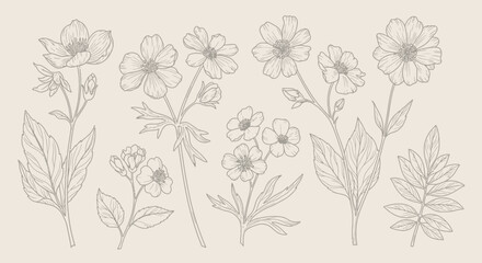  A collection of delicate, hand-drawn botanical illustrations of various wildflowers and leaves on a neutral background.