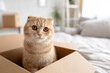© MINTED VasitChaya - Curious fluffy cat looking up from delivery package, moving house and playful lifestyle concept.