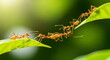 © SILVIA MAQQ - Ant action standing.Ant bridge unity team,Concept team work together Red ant,Weaver Ants (Oecophylla smaragdina), Action of ant carry food.