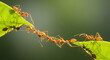 © SILVIA MAQQ - Ant action standing.Ant bridge unity team,Concept team work together Red ant,Weaver Ants (Oecophylla smaragdina), Action of ant carry food.