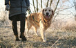 © Ievgen Skrypko - Girl Walks With Adorable Golden Retriever On A Frosty Morning As The Owner Leads The Dog On A Leash