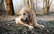 © Ievgen Skrypko - Happy Golden Retriever Dog On A Frosty Walk Bites A Stick On Icy Grass