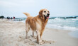 © Ievgen Skrypko - Happy, Adorable Golden Retriever Dog Playing On A Sandy Beach, Walking Along Seashore