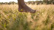 © Guillotine - Close-up of bare foot stepping on grass field with flower petal
