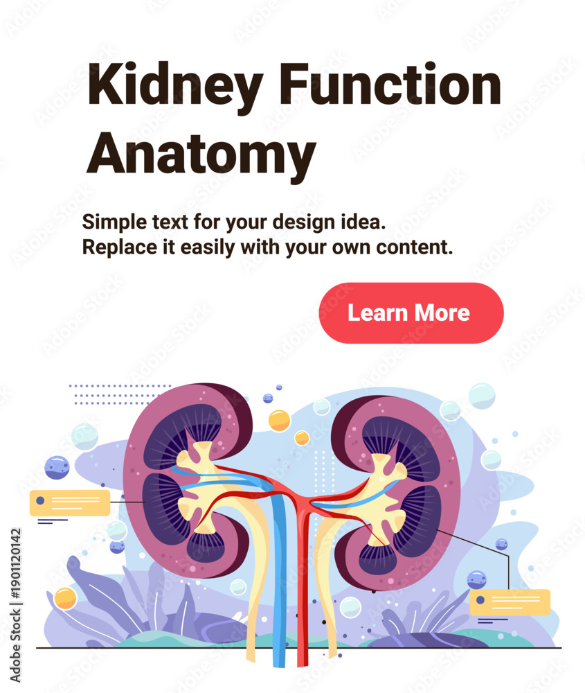 Kidney function anatomy medical diagram showing human kidneys renal ...