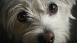 © Ps_Studio21 - Dog portrait expressive face closeup eye contact emotional pet photography