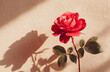 © aboutnuylove - red rose with shadow on white wall background, vintage color tone.